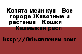 Котята мейн кун - Все города Животные и растения » Кошки   . Калмыкия респ.